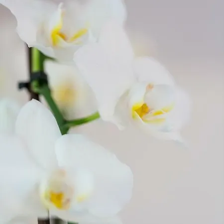 Apartment Natur Appartement