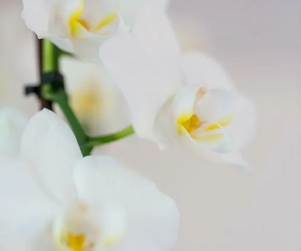 Apartment Natur Apartma